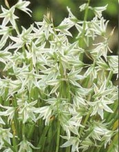 Ornithagalum Nutans (Star of Bethlehem)